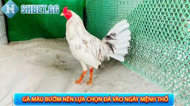 Gà bướm đá ngày nào tốt để bách phát bách trúng?