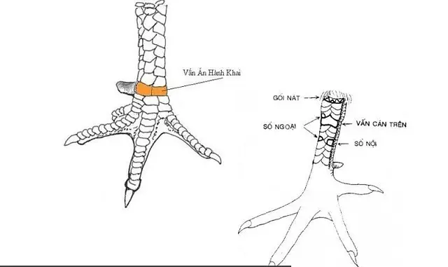 Gà vảy vấn cán nằm ở sát đầu gối là chiến kê tốt