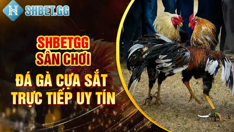 Shbetgg - sân chơi đá gà cựa sắt trực tiếp uy tín