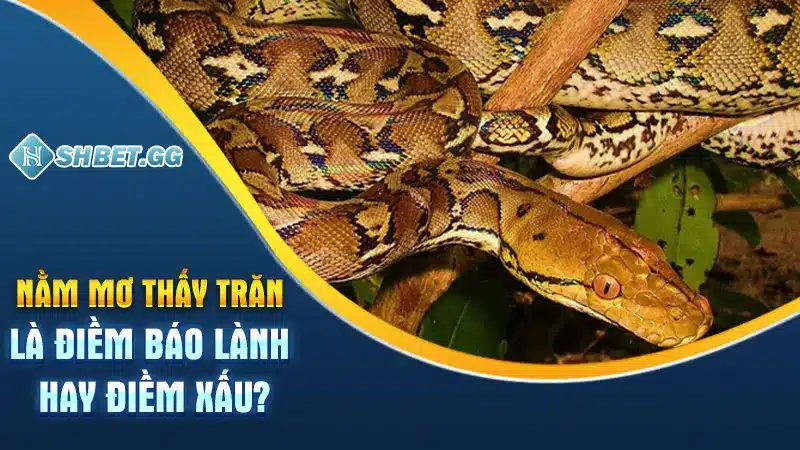 Nằm mơ thấy trăn là điềm báo lành hay điềm xấu?