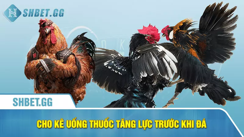 Cho kê uống thuốc tăng lực trước khi đá