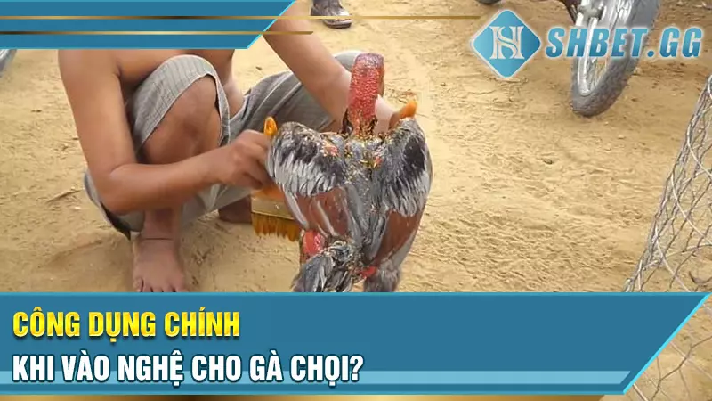 Công dụng chính khi vào nghệ cho gà chọi?