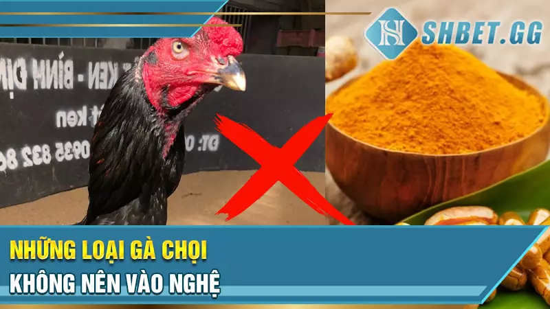 Những loại gà chọi không nên vào nghệ