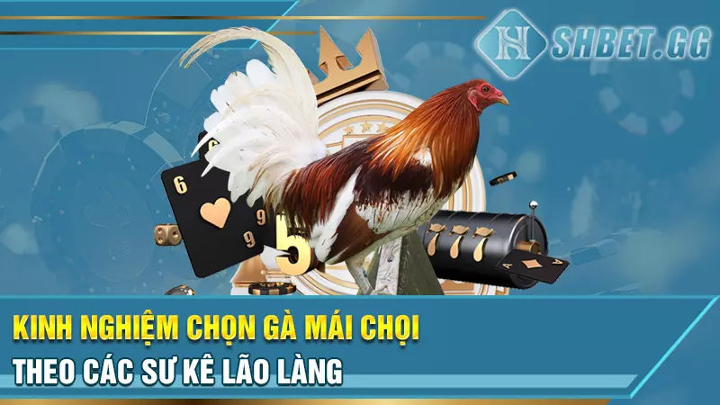 Kinh nghiệm chọn gà mái chọi theo các sư kê lão làng