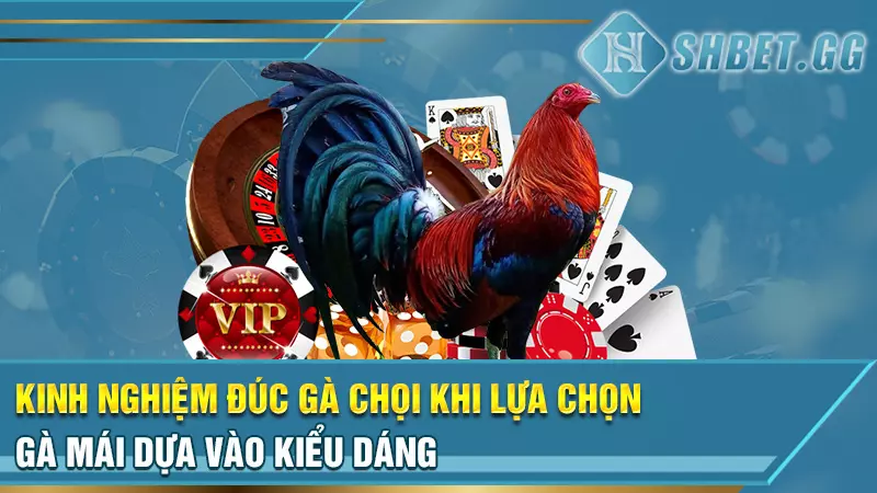 Kinh nghiệm đúc gà chọi khi lựa chọn gà mái dựa vào kiểu dáng