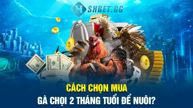 Cách chọn mua gà chọi 2 tháng tuổi để nuôi?