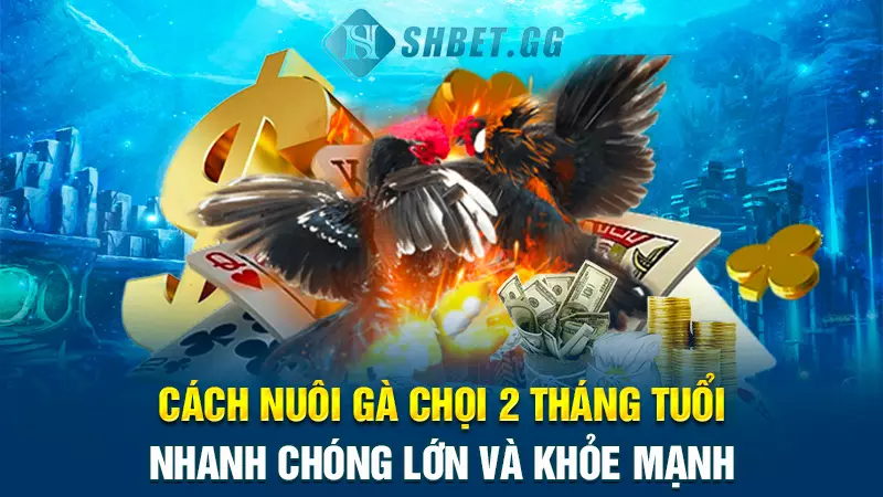 Cách nuôi gà chọi 2 tháng tuổi nhanh chóng lớn và khỏe mạnh