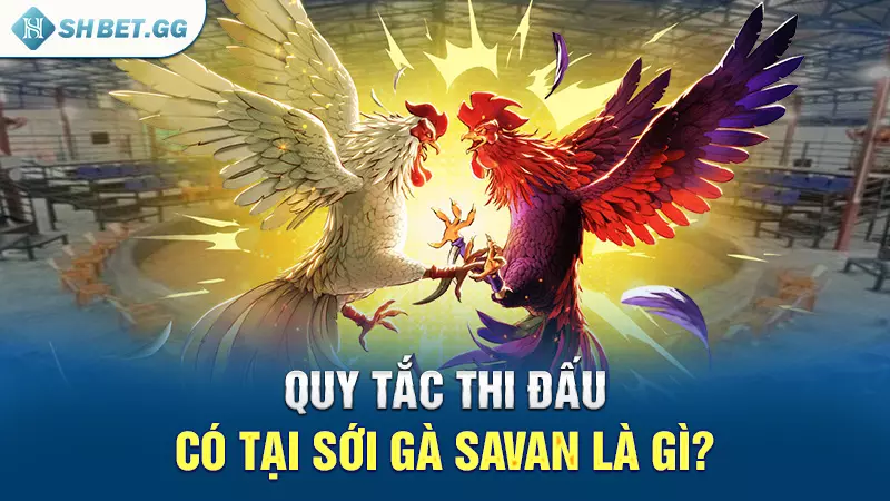 Quy tắc thi đấu có tại sới gà Savan là gì?